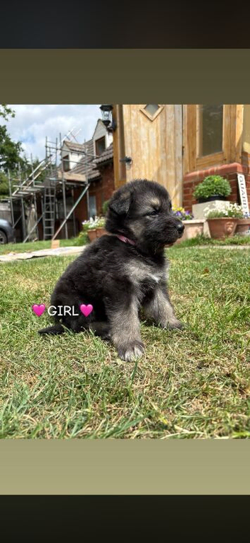 Puppies