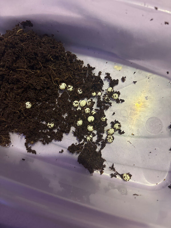 Baby giant land African snails for sale!