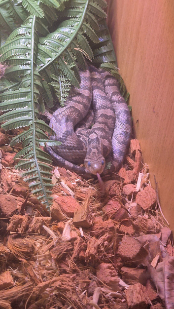 Cornsnake and full enclosure with frozen mice
