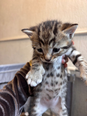 Mix bengal kitten