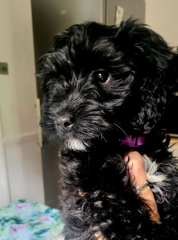 Beautiful Cockerpoo Pup