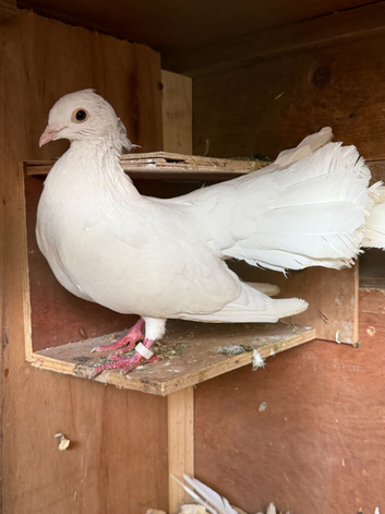 White Pigeons for Sale