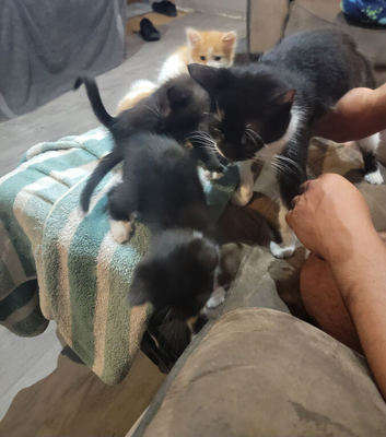 I have a litter of 5 mixed colored kittens for sale