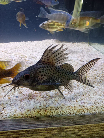 Synodontis catfish feather fin