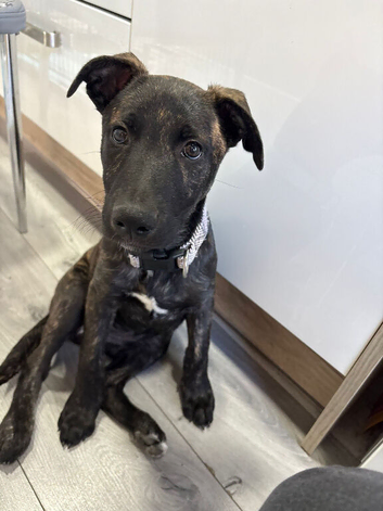 Dutch Shepard X Staffy Pup
