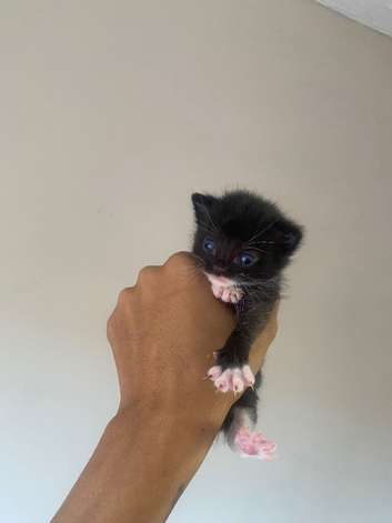 Kittens