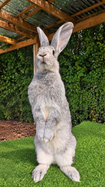 7 month old female continental giant cross old
