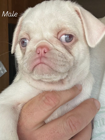 KC reg Pink Pug Puppies ready to leave