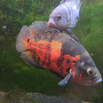 Fish Free to Good home