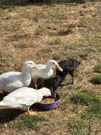 Ducks for rehome