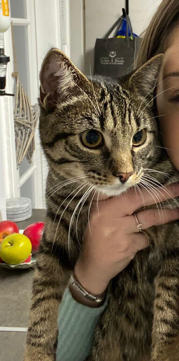 Male Cat looking for a new home