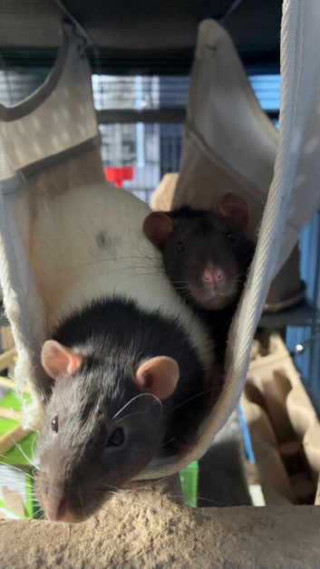 2x males Rats 1x brown 1x white/brown