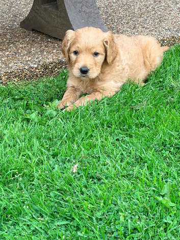Stunning Male Goldendoodle
