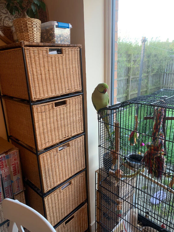 I have my Ringneck beautiful and healthy parrots come with cage and food for 1 month.