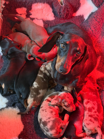 Miniature dachshunds available