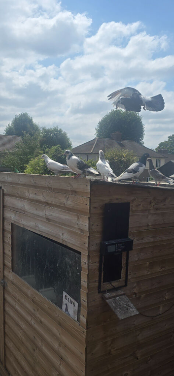 Pigeons For Sale