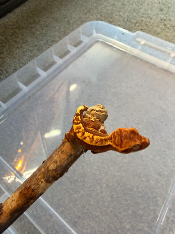 Baby crested geckos