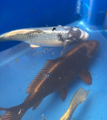 5-6 inch Koi