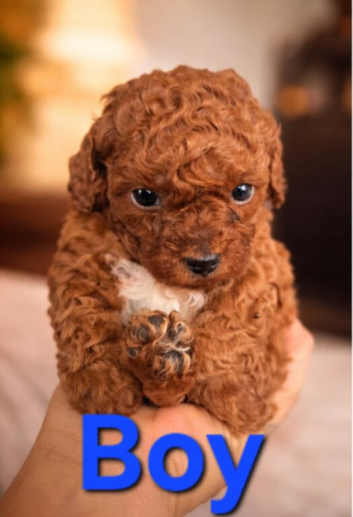 Stunning Red Cavapoo Puppies - 2 Boys and 1 Girl Available