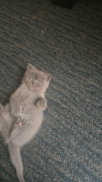 British short hair kiten