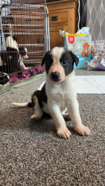 1 boy left ready now!