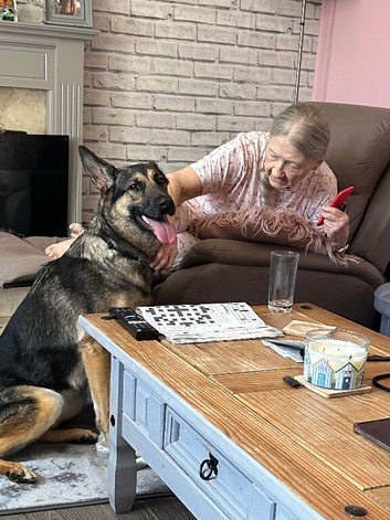 2 year old working line German shepherd