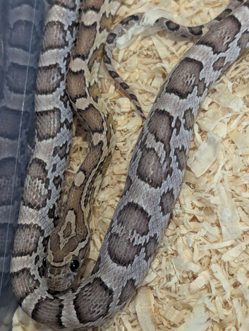 Baby Anery corn snake with or without setup