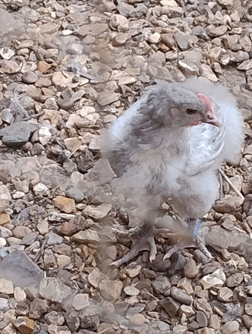 French Silver Lavender Marans  Young Cocks