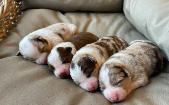 Beautiful litter of Border Collies