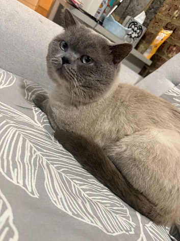 British shorthair