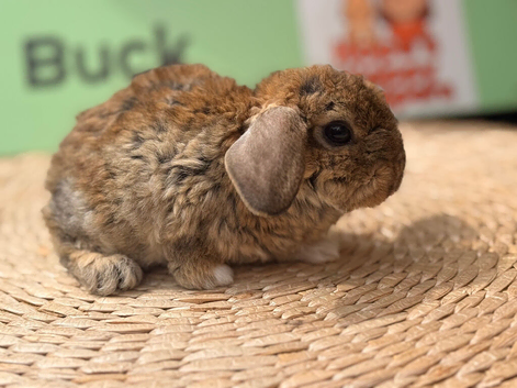 Plush lop & plush carriers