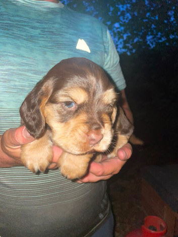 Boy king Charles cocker spaniel