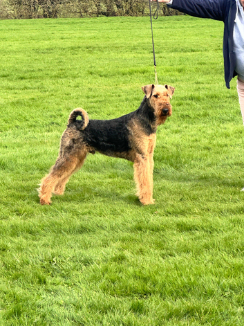 Hairy Dales Dog Grooming Home of Hand Stripping
