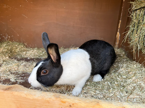 Male Dutch Rabbit For Sale