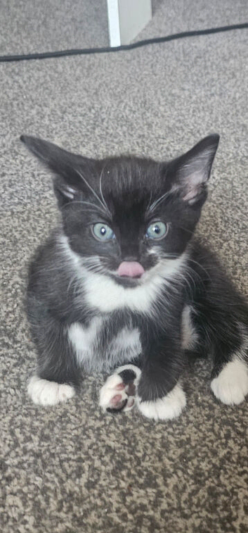 Kittens