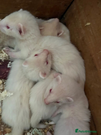 Albino kits