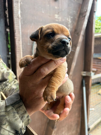 Jack Russell puppy&rsquo;s for sale