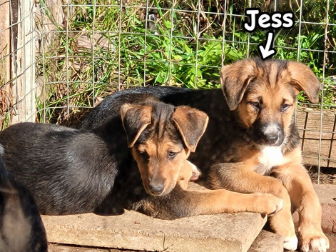 Border collie X Huntaway Girls