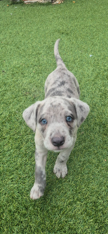5 beautiful puppies