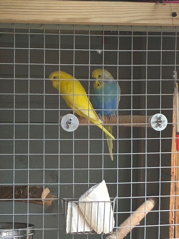 Breeding pair
