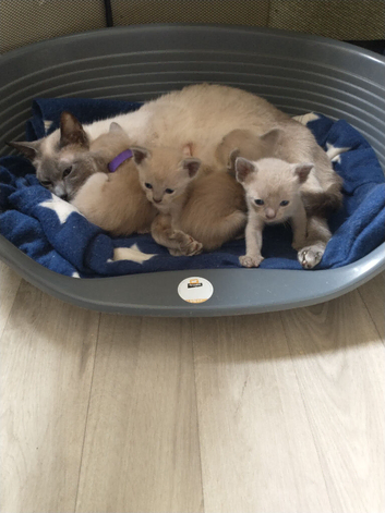 Really cute Burmese x Siamese kittens