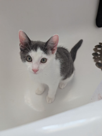 Gray and white cat