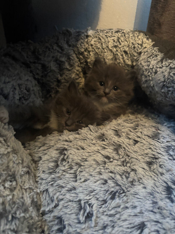 Ragdoll cross Russian blue