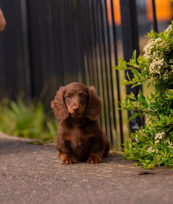 LONG HAIR MINIATURE DACHSHUND KC REG READY TO LEAVE