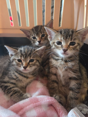 Tabby kittens