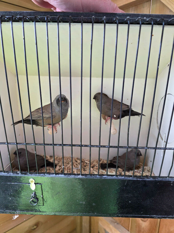 Charcoal zebra finches