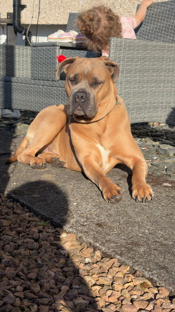 2year old female cane corso