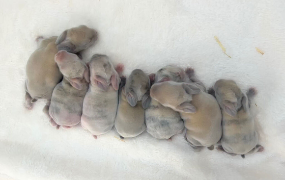 Mini lop babies