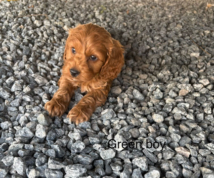 Gorgeous red cockapoo puppy&rsquo;s