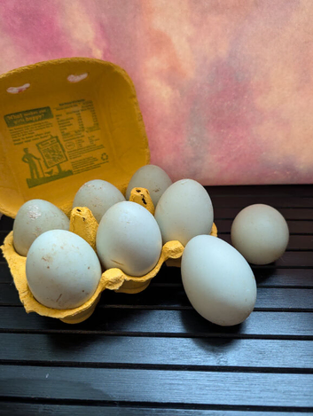 Runner Duck hatching fertile eggs